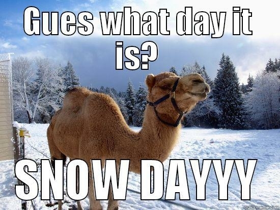 snowdaycamel